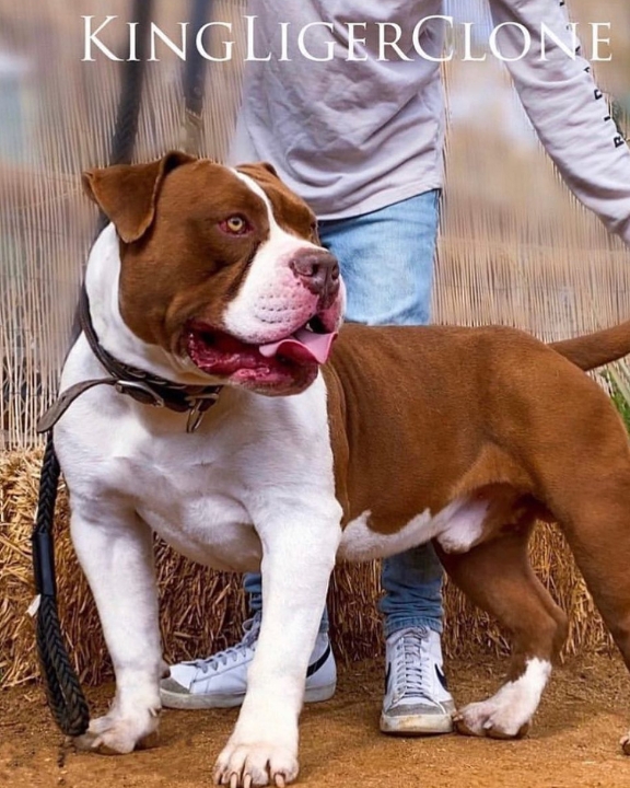 Royal Blue Generation XL American Bully Dogs