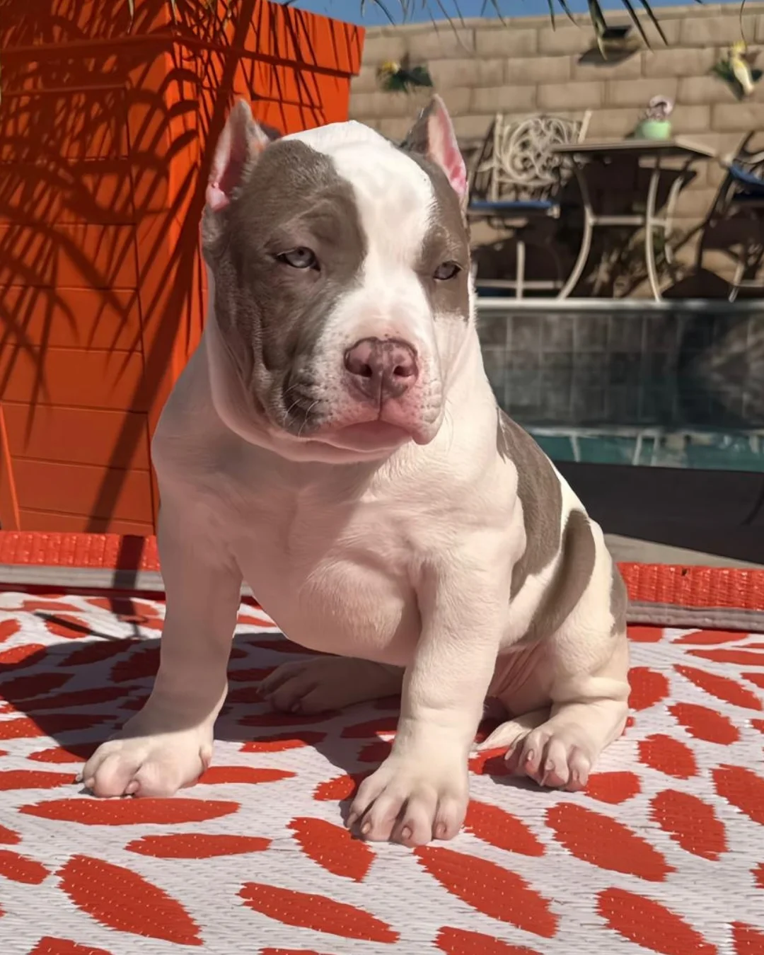 American xl bully for sale