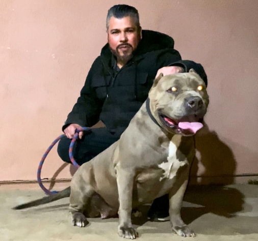 Royal Blue Generation King Lion