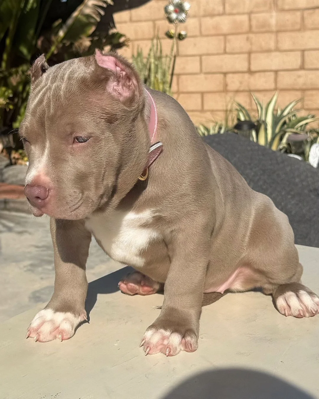 XL American bullies for sale