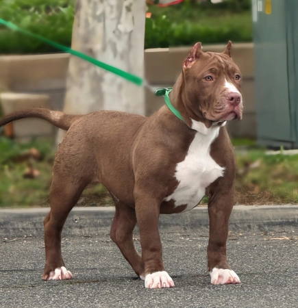 Chocolate american bully puppy available